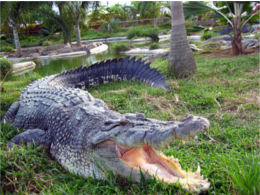davao-crocodile-park